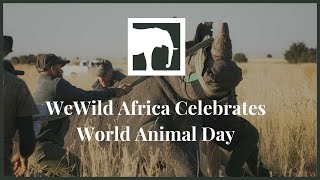 WeWild Africa Celebrates World Animal Day [upl. by Nauqet]