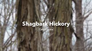 Shagbark Hickory [upl. by Eagle]