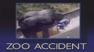 The Urban Gorilla  Child falls into gorilla pit at zoo [upl. by Elohcin36]