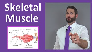 Skeletal Muscle Tissue Contraction Sarcomere Myofibril Anatomy Myology [upl. by Alejna722]