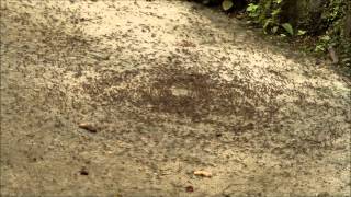 GeoVideo 0020 Army Ant Death Spiral 1080p [upl. by Kosey]