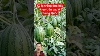 Kỳ lạ trồng dưa hấu treo trên cao ở Trung Quốc [upl. by Ynomrah958]