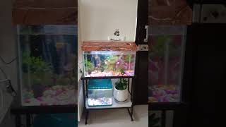 First fish tank setup [upl. by Adoh785]