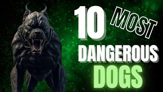 Top 10 Most Dangerous Dogs in the World [upl. by Madge]