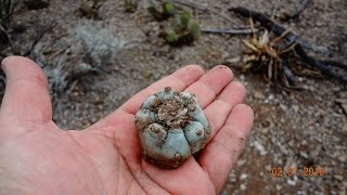 Plantas Sagradas Mi experiencia con quotHikuriquot Peyote en Real de 14 Desierto de Wirikuta [upl. by Paske]