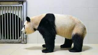 44 Grandpa Kang and Fu Bao panda fubao 푸바오 福寶 福宝 viral trending fypシ [upl. by Remoh]