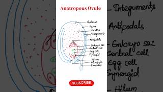 How to draw structure of Anatropous ovule  Biology diagrams biokaksha shorts neetbiology [upl. by Yerocal]