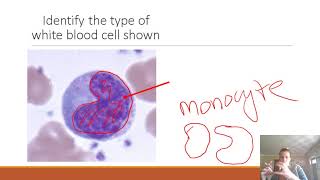 AP II Practice Lab Exam 1 Blood amp Heart [upl. by Beekman]