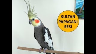 Sultan Papağanı Sesi [upl. by Straub]