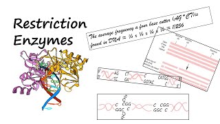 Restriction Enzymes That Cleave DNA into Fragments genetics biotechnology [upl. by Sephira]