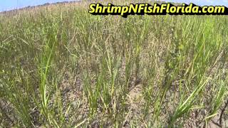 Catching Fiddler crabs The fiddler crab invasion [upl. by Ravo]