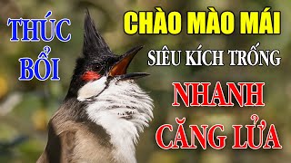 CHÀO MÀO MÁI KÍCH TRỐNG CĂNG LỬA  CÁCH KÍCH LỬA CHÀO MÀO SỔ BỌNG HÓT CHÉ chàomàohót [upl. by Shoemaker846]