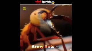 Army Ants As Stitches 😧 [upl. by Lody]