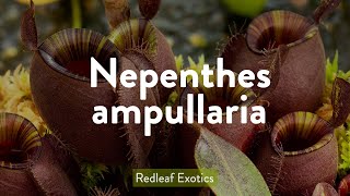 Nepenthes ampullaria [upl. by Ellahcim]