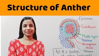 structure of microsporangium  structure of anther   BSc  MSc  NEET  PGT Biology [upl. by Quint]