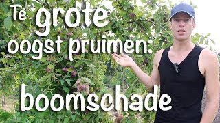 Te grote oogst pruimen boomschade [upl. by Nethsa270]