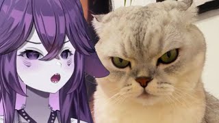 Funny Cat Videos With Mega [upl. by Dayle]