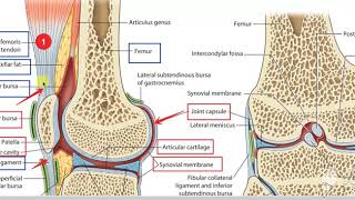 Articularis Genu muscle [upl. by Joete707]