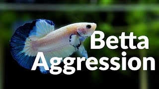 Betta Fish Aggression  They Fight as Soon as They Can Swim [upl. by Roper]