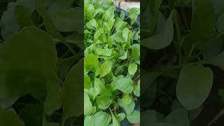 Spinach grown fully and ready to harvestELVPrasad Vlogs youtubeshorts [upl. by Aloap]