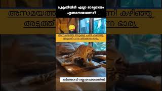 Salih Thacher  Ella jeevikalum orupole 😅 Plz subscribe channel to watch more videos 🌹 [upl. by Aidualk]