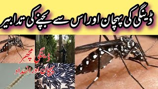 Dengue Information in Urdu  Dengue Fever  dengue denguefever [upl. by Verney246]