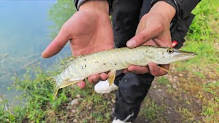 Wilde Hechte angeln am baggersee 🎣 [upl. by Ynez]