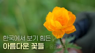 유난히 예쁜 꽃들로만 엄선했습니다  몽골식물 4편 [upl. by Scales74]