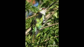 Diederik Cuckoo call [upl. by Casimir]