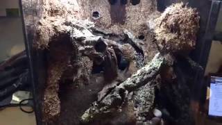 Planting a Bioactive Vivarium LIVE [upl. by Sparks]