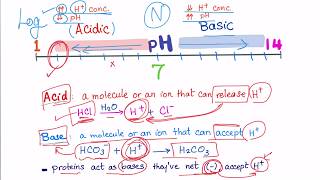 Acid Base Disorders part 2 acidosis vs acidemia [upl. by Ekihc]