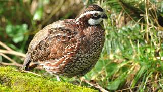 Birdsday Thursday Northern Bobwhite Quail [upl. by Eseret567]