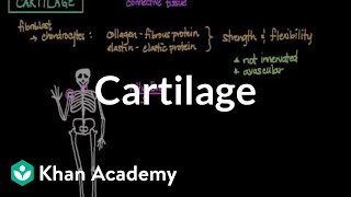 Cartilage  Muscularskeletal system physiology  NCLEXRN  Khan Academy [upl. by Ellesig]