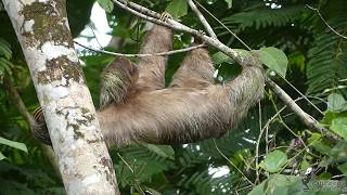 Brownthroated Sloth Bradypus variegatus Costa Rica [upl. by Chickie]