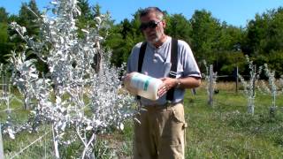 Orchard Diary 07112012 Surround amp Fertrell foliar feeding [upl. by Adlemi627]