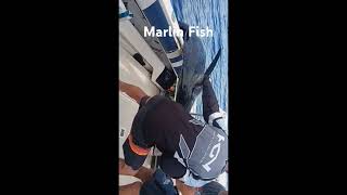 A Big Marlin Fish Caught At Bermagui Being Hauled Onto Boat [upl. by Atinihs392]