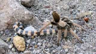 Tarantula captures snake on Siphon Draw Trail Arizona [upl. by Morten]