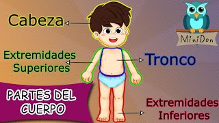 Partes del cuerpo humano para niños  Vídeos educativos [upl. by Nauqal]