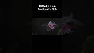 Betta Fish Siamese Fighting Fish  National Animal of Thailand [upl. by Cutty]