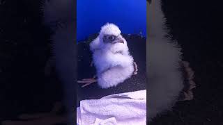 BABY PEREGRINE TIERCEL [upl. by Oiralednac640]