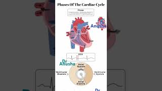 cardiac cycle phases [upl. by Rhea]