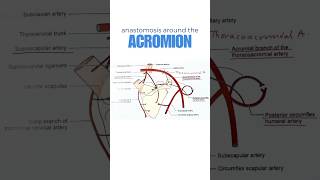 Arterial anastomosis around the acromion process of scapula shorts scapularanastomosis [upl. by Ez]