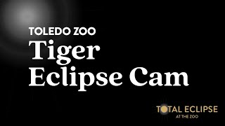 Tiger Eclipse Cam  Toledo Zoo [upl. by Kendy]