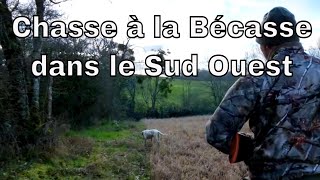 Chasse à la bécasse dans le Gers [upl. by Salli]