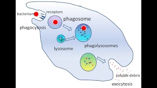 GENERAL PATHOLOGY 16  chemotaxis  phagocytosis  cells of inflammation DR SAMEH GHAZY [upl. by O'Connell]