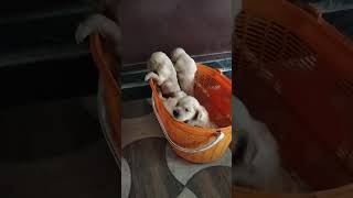 Subscribe for more videos doggs cute dogbreed doggywoofs [upl. by Nyladnohr742]