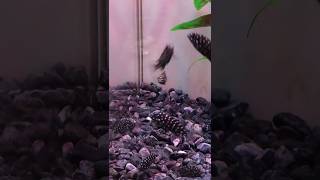 Tropheus Duboisi Cichlid fish [upl. by Nosduh277]