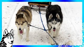 DOG SLEDDING ADVENTURE  Dog Vlog  Mini Iditarod [upl. by Matthiew]