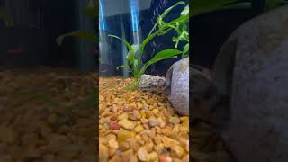 Pictus catfish swimming aquarium fish aquariumfish catfish [upl. by Adaven679]