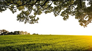 Sweet Reminiscence  Indian Classical  Raga  Chakravakam Ahir Bhairav in Hindustani [upl. by Vahe]